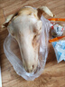 肉帝道古法火燎去毛山羊頭內(nèi)蒙古正規(guī)屠宰新鮮冷凍真空整個山羊頭 生羊頭3.5-4斤 一只整個【送料包】 曬單實拍圖