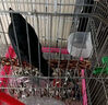 八哥幼崽飼料毛不拉稀小雛鳥鷯哥說話鳥糧八哥亮畫眉鸚鵡營養(yǎng)食物 1袋【500g】 曬單實拍圖