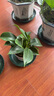 【吸甲醛植物】大葉金鉆盆栽室內(nèi)綠植辦公室客廳四季常青水培好養(yǎng) 一盆金鉆+塑料梅花盆 一盆三顆【下單就送顆粒肥】 曬單實(shí)拍圖