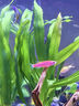 YEE超白魚缸桌面客廳生態(tài)斗金魚烏龜缸造景小型水草養(yǎng)魚玻璃裸缸50cm 曬單實(shí)拍圖