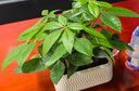 雙盟植物室內(nèi)綠植盆栽花卉擺件三桿發(fā)財樹室內(nèi)招財納福膠盆源頭直發(fā) 曬單實拍圖