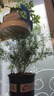 天門冬盆栽武竹絲耐寒植物綠植室內(nèi)陽臺(tái)垂吊花卉吊蘭常青p 口徑14厘米花盆一盆的量25厘米左右高 不含盆 曬單實(shí)拍圖