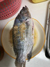 鮮活羅非魚600-700g/條 曬單實(shí)拍圖