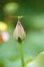 適馬（SIGMA）60-600mm F4.5-6.3 DG DN OS｜Sports 全畫幅微單 超遠(yuǎn)攝變焦鏡頭 人像打鳥（索尼E口） 曬單實(shí)拍圖