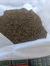 進(jìn)口牧草種子多年生黑麥草種子蘇丹草玉米草種子養(yǎng)牛羊鵝草魚草籽 菊苣種子1斤 曬單實(shí)拍圖