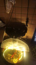 拉伯塔魚缸泡水燈帶12V/24V防水自粘燈條led魚池養(yǎng)魚水底實(shí)心灌膠線條燈 【1.5米】魚缸泡水自粘燈帶 暖光【含變壓器+開關(guān)線】 曬單實(shí)拍圖