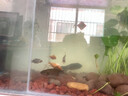 德國魚缸過濾制氧一體機(jī)內(nèi)置三合一凈水循環(huán)水泵家用養(yǎng)魚小型氧氣 升級款內(nèi)置過濾器(側(cè)吸/底吸一秒切換)3W 曬單實(shí)拍圖