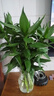 德沃多肥料 植物營養(yǎng)液通用600ml水培綠植花卉盆栽花肥料發(fā)財樹綠蘿液體肥 曬單實拍圖