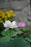 尼康（Nikon） 尼克爾 Z卡口鏡頭 尼康Z系列微單相機鏡頭 Z 85mmf/1.8S+卡色三代UV+威高清潔套 曬單實拍圖
