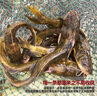 品鮮肴淡水魚(yú)自然捕獲生態(tài)昂刺魚(yú) 黃辣丁 黃骨魚(yú) 嘎魚(yú)鮮活現(xiàn)殺生鮮水產(chǎn) 400g凈重（三去凈膛）現(xiàn)殺4-7條 曬單實(shí)拍圖