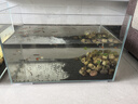 金晶超白魚(yú)缸客廳桌面小魚(yú)缸玻璃草缸龜缸懶人家用生態(tài)造景水族箱 長(zhǎng)40CM寬24CM高25CM（厚度5MM） 金晶超白魚(yú)缸裸缸 曬單實(shí)拍圖