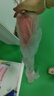 佳茉 婚禮紅地毯 結(jié)婚一次性地毯開(kāi)業(yè)迎賓展覽舞臺(tái)紅地毯 10米 曬單實(shí)拍圖