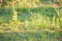 騰龍（Tamron）A047 70-300mm F/4.5-6.3遠攝長焦變焦體育動物70-300全幅微單鏡頭70300 索尼FE卡口 官方標配【送騰龍UV濾鏡大禮包】 曬單實拍圖