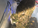 魚(yú)缸石頭造景石松皮石天然大塊多孔盆景擺件配件裝飾品真假山 看圖選：417 曬單實(shí)拍圖