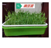 北蔬 水培蔬菜種子苗無土生長快綠豆青豌豆黑豆 3種芽苗菜種子各200g 曬單實拍圖