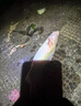 江團餌料釣江團魚清江叉尾魚專用餌料窩料黑坑野釣主攻小藥誘魚劑 3瓶裝【80%釣友選擇】買二送一 曬單實拍圖