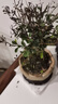 小葉赤楠盆景金絲楠木老樁盆栽大棵辦公室內(nèi)桌面綠植花卉四季好養(yǎng) 特A級(jí)小葉赤楠（蓮花紫砂）送底座+肥料 曬單實(shí)拍圖