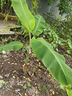 夢(mèng)開(kāi)始芭蕉樹(shù)苗地栽盆栽綠植香蕉苗粉蕉庭院芭蕉樹(shù)耐寒觀(guān)賞北方室外好養 芭蕉樹(shù)苗100～120厘米高1棵帶士 基地直銷(xiāo) 曬單實(shí)拍圖