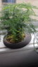 LZJV文竹盆栽桌面綠植室內(nèi)植物辦公桌辦公室盆景凈化花卉空氣茶桌擺件 3年精品文竹(原盆發(fā)貨) 曬單實(shí)拍圖