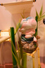 合生元（BIOSTIME）奶味益生菌嬰兒 益生元雙歧桿菌呵護(hù)腸胃 30袋 曬單實(shí)拍圖