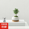 達摩九里香盆栽創(chuàng  )意迷你拇指綠植室內客廳桌面辦公桌花卉四季常青 達摩九里香-白裂紋鵪鶉蛋盆-竹托 帶盆種好 曬單實(shí)拍圖