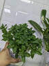 薄荷盆栽水培薄荷葉子新鮮可食用迷迭香驅(qū)蚊植物室內(nèi)綠植花卉 【升級(jí)款3盆裝】中盆薄荷（早安盆） 曬單實(shí)拍圖