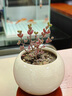 夢臨斜挎可背掛繩適用蘋果16promax手機(jī)殼iPhone15promax可愛卡通16pro新款13手提繩12防摔14promax 英文小藍(lán)格子+黃手提鏈+米奇掛件+長鏈 iPhone16promax 曬單實(shí)拍圖