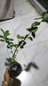 種花迷仟草集藍莓樹(shù)苗盆栽地栽藍梅樹(shù)當年結果 奧尼爾藍莓 南方北方果樹(shù) 南藍 3年苗 曬單實(shí)拍圖