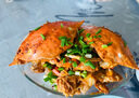 舟山梭子蟹鮮活特大野生大螃蟹新鮮冷凍海鮮水產(chǎn)海蟹飛蟹白蟹順豐 9兩以上/只【5斤凈重 超大肥美】 曬單實(shí)拍圖