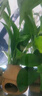 瘋狂水草魚缸水草魚缸造景躲避屋魚缸植物水草巴榕蘑菇屋陶罐源頭直發(fā)包郵 曬單實(shí)拍圖