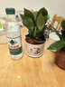 【吸甲醛植物】大葉金鉆盆栽室內(nèi)綠植辦公室客廳四季常青水培好養(yǎng) 一盆金鉆+塑料梅花盆 一盆三顆【下單就送顆粒肥】 曬單實(shí)拍圖