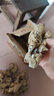 產(chǎn)地直發(fā)云南小黃姜新鮮生姜黃姜調(diào)味料新鮮蔬菜生鮮 3斤 裝 曬單實(shí)拍圖