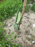 食用仙人掌果樹(shù)苗 仙人掌果苗盆栽水果苗野生仙人掌果苗陽(yáng)臺(tái)庭院 紅皮果 四年苗當(dāng)年結(jié)果多多 曬單實(shí)拍圖