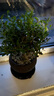 八芽 小葉赤楠盆景擺件室內(nèi)綠植花卉盆栽老樁客廳辦公室桌面好養(yǎng)植物 （【熱銷款】舍得紫砂盆赤楠+苔蘚+底座） 曬單實(shí)拍圖