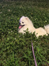 Orijen 渴望狗糧 原味雞肉味 進口 幼犬 通用犬糧2kg 最近效期2026/5 曬單實拍圖