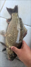 千壽（Qianshou） 千壽釣線日本黑坑釣魚線超柔軟強(qiáng)拉力原絲尼龍線 【子線買二送一】1.0 曬單實(shí)拍圖