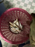 龍王恨魚(yú)餌藍(lán)鯽青春版腥香餌料江河黑坑野釣鯽鯉草鳊魚(yú)魚(yú)食小肽蛋白餌料 曬單實(shí)拍圖