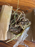 銅錢(qián)草根招財桌面盆栽金錢(qián)草根花卉室內水培土培植物水養地栽綠植 銅錢(qián)草根+1玻璃圓球+彩石/送營(yíng)養液 曬單實(shí)拍圖