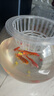 易萌 桌面魚缸 金魚缸 玻璃花盆水培 養(yǎng)花養(yǎng)魚玻璃 球形圓形魚缸25cm 曬單實(shí)拍圖