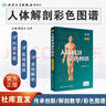 人體解剖彩色圖譜第三版 3版全彩人衛(wèi)奈特系統(tǒng)解剖學(xué)人體肌肉骨骼結(jié)構(gòu)書3d尸檢解刨學(xué)法醫(yī)學(xué)類書籍教材人民衛(wèi)生出版社 曬單實(shí)拍圖