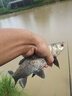 花生餅釣魚(yú)花生糠麩餅打窩魚(yú)餌熟榨花生枯野釣窩料餅渣魚(yú)餌碎粉狀 3斤裝 【濃香粉末型】 曬單實(shí)拍圖