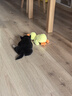 華元寵具（hoopet）狗狗玩具發(fā)聲自嗨解悶毛絨玩偶黃鴨大狗磨牙神器耐咬陪睡消耗體力 曬單實拍圖