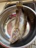 老徽鄉(xiāng)臭鱖魚安徽黃山特產(chǎn)臭桂魚生鮮年夜飯預(yù)制菜春節(jié)年貨徽菜帶包裝重 2條共2.6斤_單條約1.3斤+2料包 曬單實(shí)拍圖