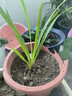星雨香（XINGYUXIANG）超香 蘭花 室內盆栽 花卉綠植 蘭草植物蘭花苗 紅粉之戀 1苗新手試養 曬單實(shí)拍圖