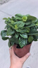 臨雅水培植物九里香盆栽桌面驅(qū)蚊綠植室內(nèi)茉莉鮮花水養(yǎng)花卉懶人四季開 水培梔子花1盆 曬單實(shí)拍圖