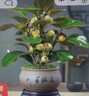 菩提樹盆栽小盼菩提盆景帶果中式禪意桌面擺件室內創(chuàng)意好養(yǎng)綠植物 小盼菩提+海納百川盆+苔蘚+底座 曬單實拍圖