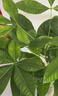 植男植女發(fā)財(cái)樹(shù)大型盆栽客廳室內(nèi)真綠植辦公室開(kāi)業(yè)送禮獨(dú)桿招財(cái)樹(shù)源頭直發(fā) 曬單實(shí)拍圖