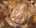 紫光園醬香紅燜羊蝎子1.2kg 曬單實(shí)拍圖