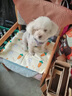 puppytie狗狗牽引繩狗繩子遛狗繩背心式泰迪寵物胸背帶名字可定制 牛仔藍-胸背帶+牽引繩 M-中型 建議15-28斤 曬單實(shí)拍圖