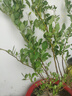 藍莓樹(shù)果苗藍莓苗盆栽地栽果苗帶大果南北方種植苗兔眼綠寶石果樹(shù) 5年苗_奧尼爾/帶葉帶土發(fā)貨 曬單實(shí)拍圖